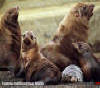 Cape Bridgewater - Seal colony